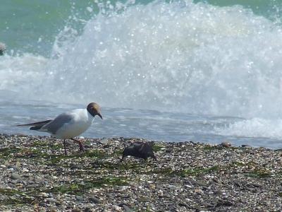 Прикрепленное изображение: b15.jpg